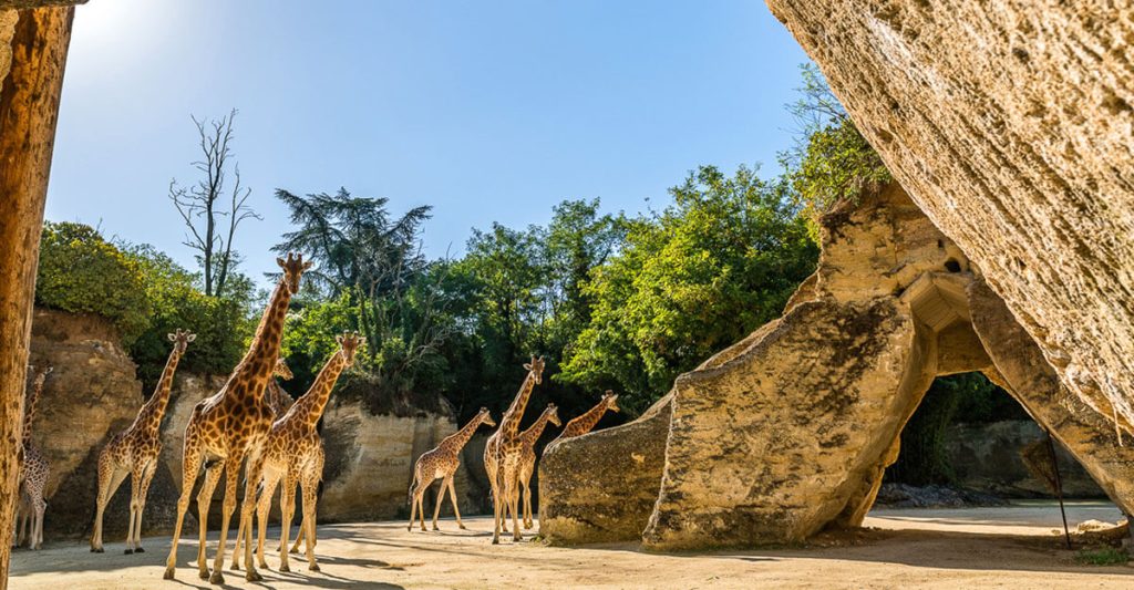 bioparc-parc-zoologique-girafes